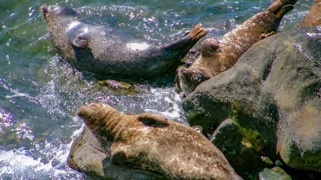 $1,180,000 | 349 Ash Avenue, Unit SPC 17, Carpinteria, CA 93013