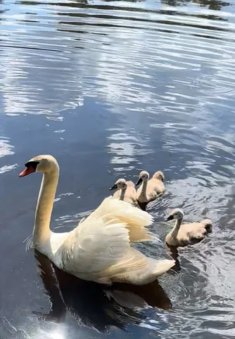 $350,000 | 33 Lakeview Avenue, Bellingham, MA 02019