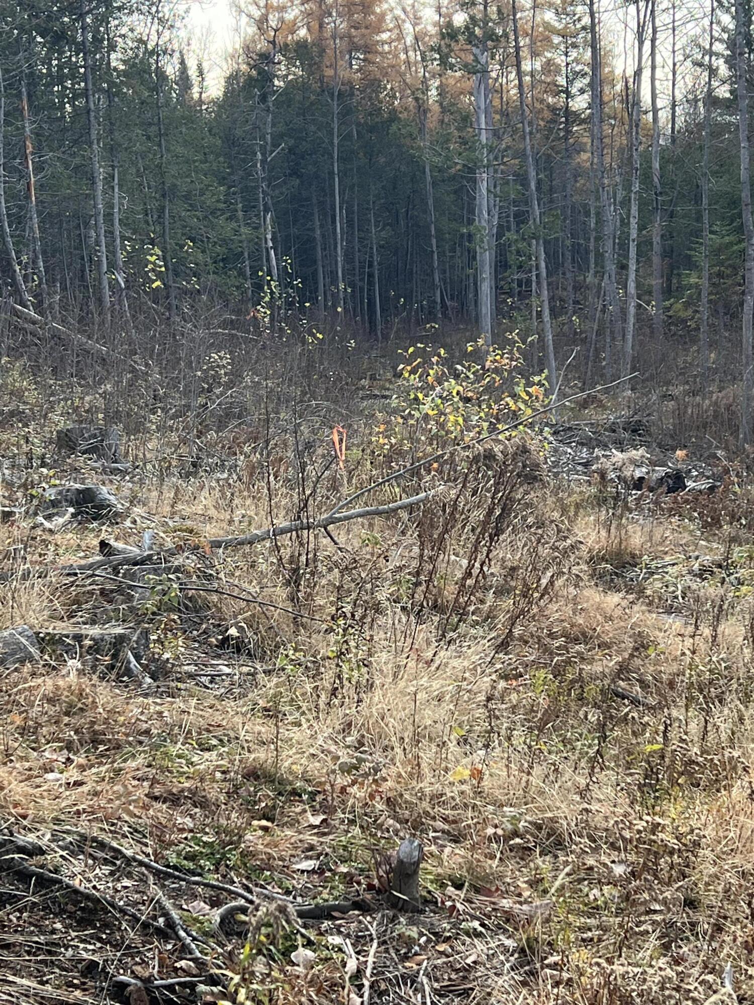 115 Arno Road Dexter, ME 04930 - Photo 3 of 4 land view3