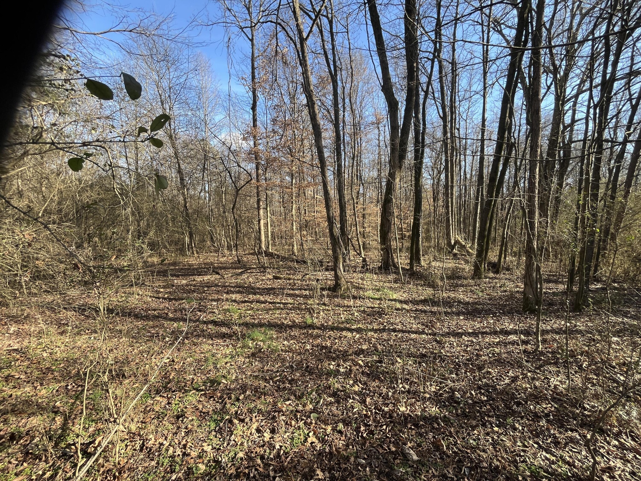39 Quinton Road Rocky Face, GA 30740 - Photo 14 of 45 a view of a yard with trees