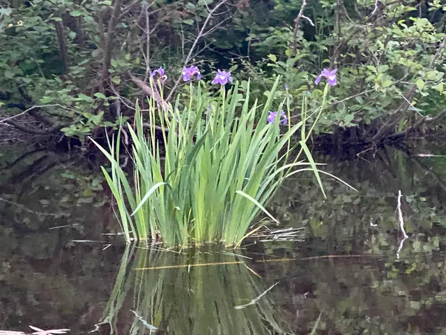 $745,000 | 1134 Highway 106, Reading, VT 05062