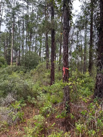 a view of outdoor space with lots of trees