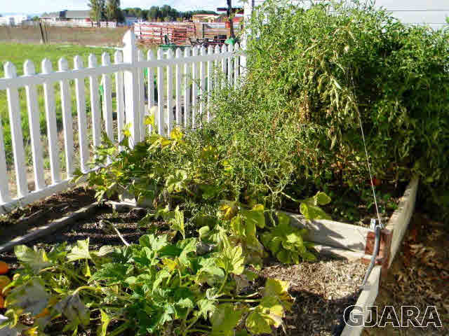 1181-17 17 1/2 Road Fruita, CO 81521 - Photo 9 of 38 a view of a garden with plants