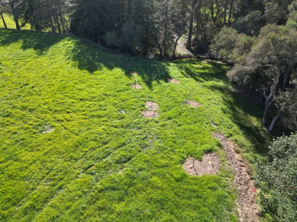 a view of a yard with plants