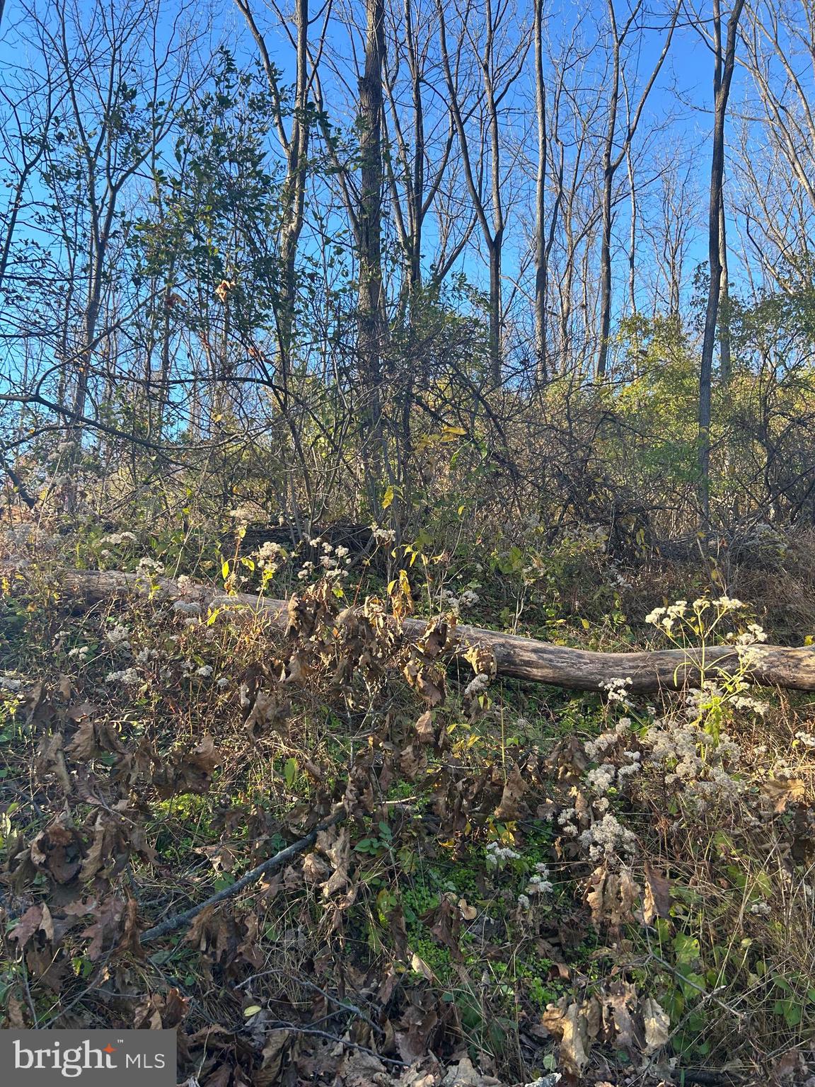 Lot #4 Heidel Road Robesonia, PA 19551 - Photo 6 of 10 a view of a forest with a tree