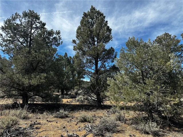 a view of a tree in a yard