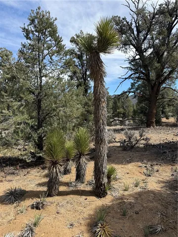 a view of dirt road with trees