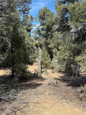 a view of a dry yard with trees