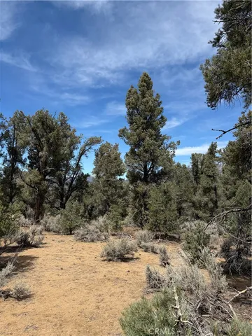 a view of a forest filled with trees