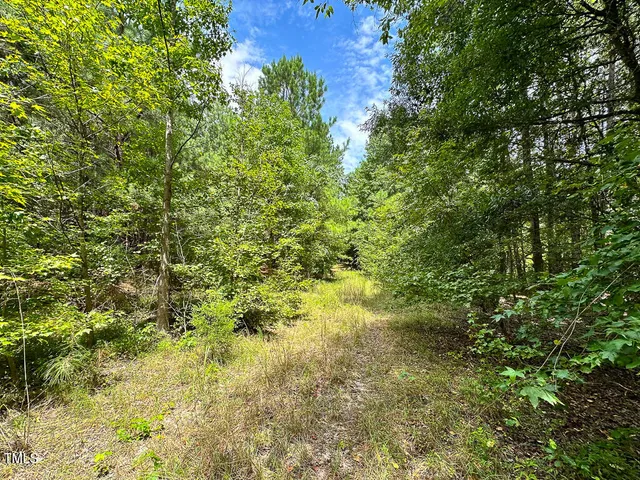 a view of a lush green forest