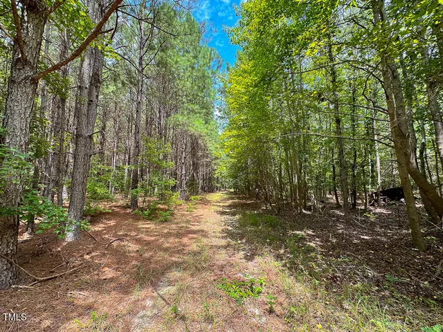 a view of a forest with trees in the background