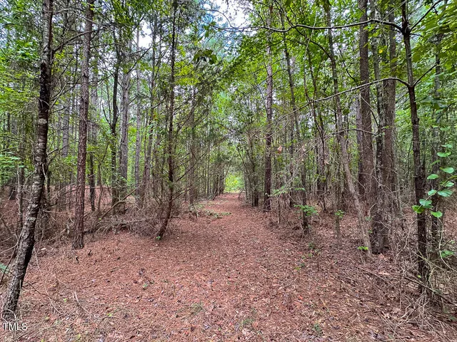 a view of a forest with trees in the background