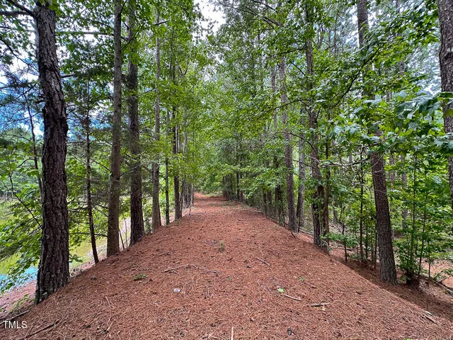 a view of a forest with trees
