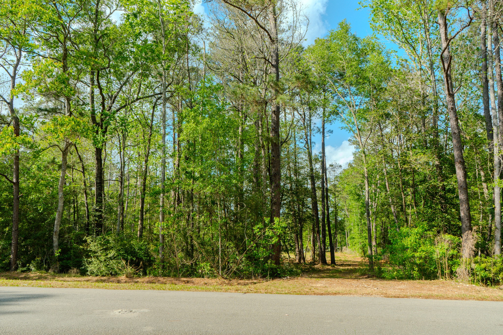 0 Ascot Farms Road Magnolia, TX 77354 - Photo 4 of 12 See just a peek through the buffer of trees at the driveway. A second driveway entrance was also cut for the option of a circular drive.