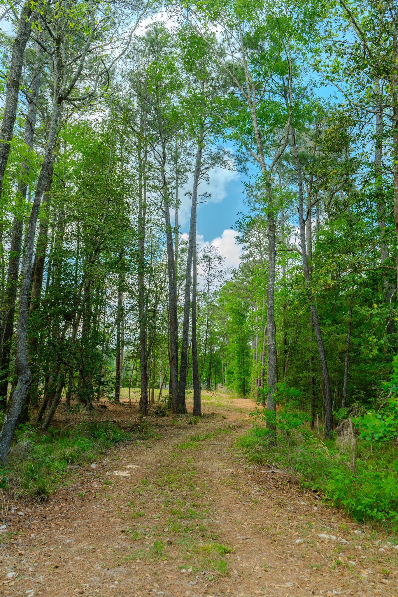 0 Ascot Farms Road Magnolia, TX 77354 - Photo 5 of 12 Welcome to your peaceful homesite!