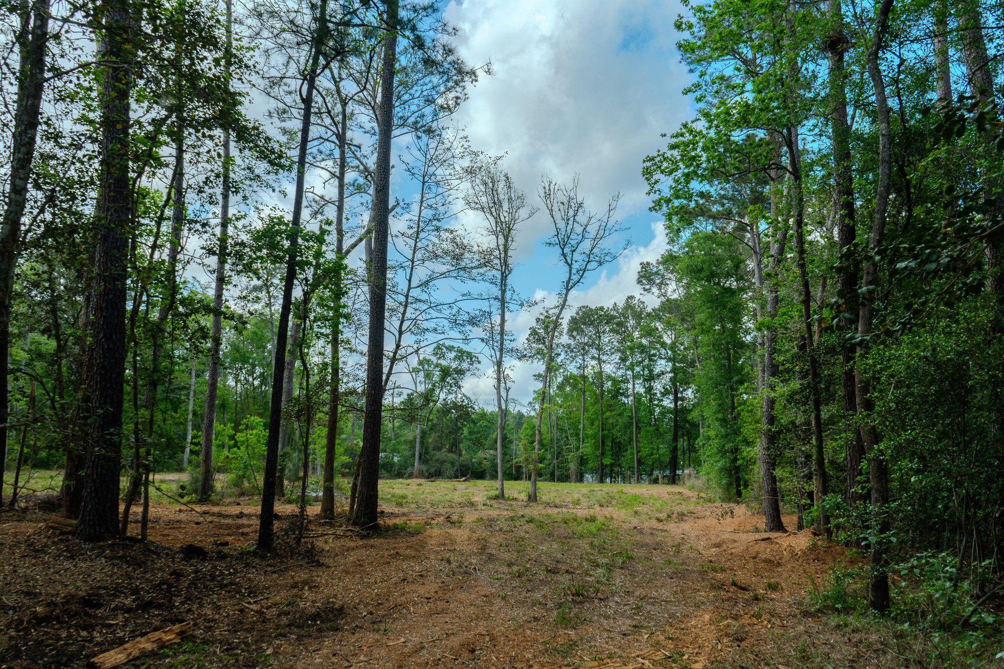 0 Ascot Farms Road Magnolia, TX 77354 - Photo 6 of 12 Noticing specific trees remaining at the front interior for future landscaping around the future home.