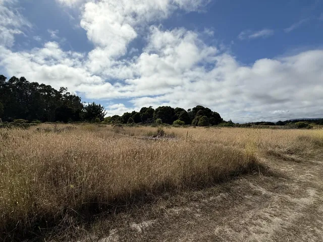 a view of a dry yard with wooden fence