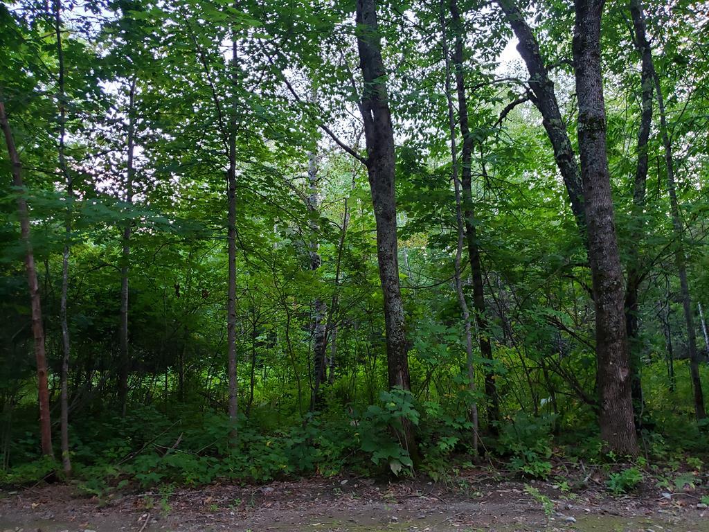 Mapr6-lot19 Dill Road Starks, ME 04911 - Photo 13 of 25 20190829_190837 (Copy)