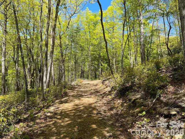 a view of a yard with plants and trees