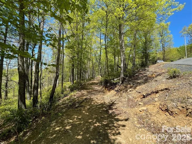 a view of a forest with trees in the background