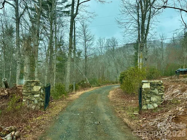 a view of a forest with a tree
