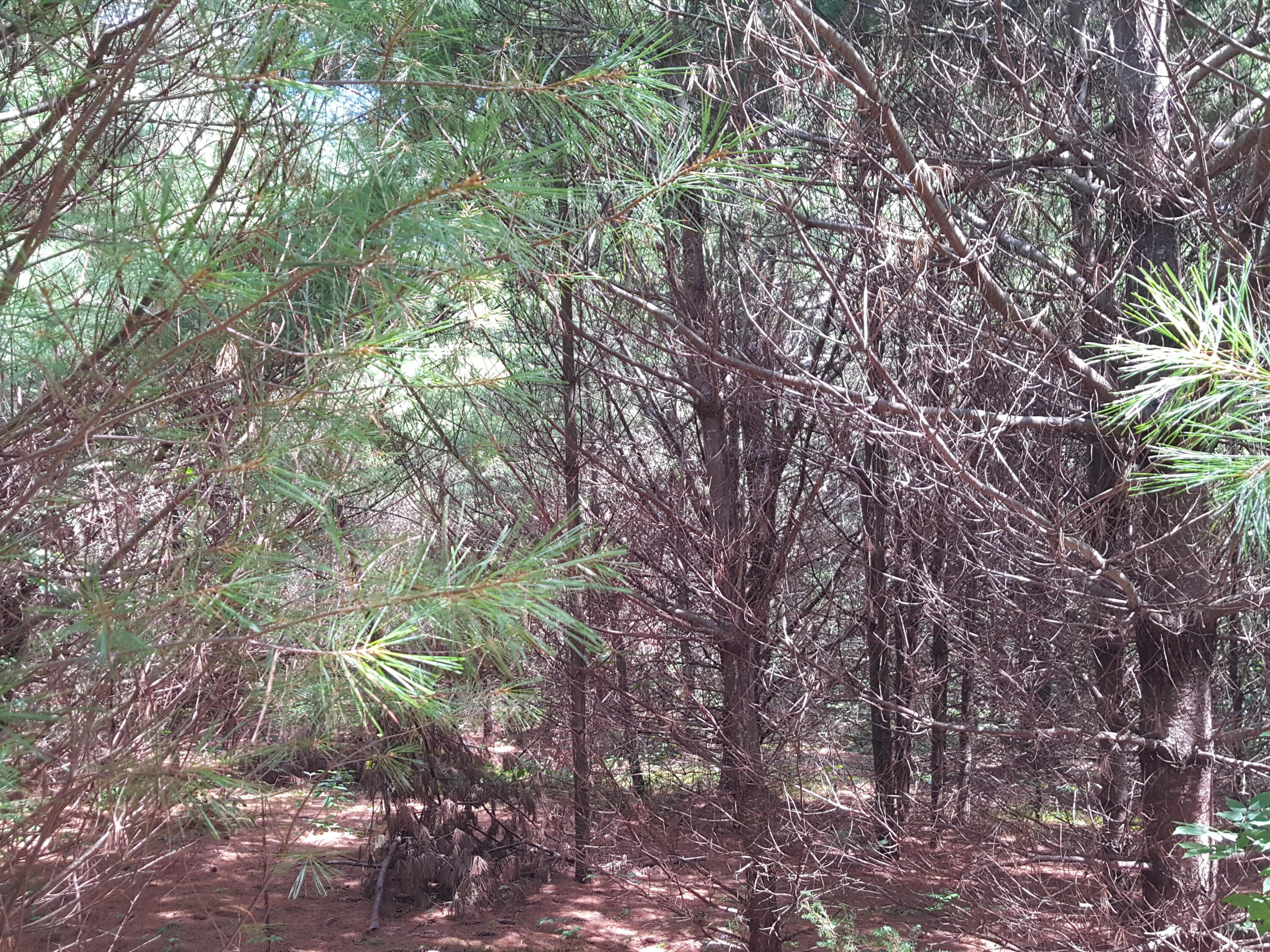 Lot#12 Harrison Road Naples, ME 04055 - Photo 12 of 13 20240807_122311