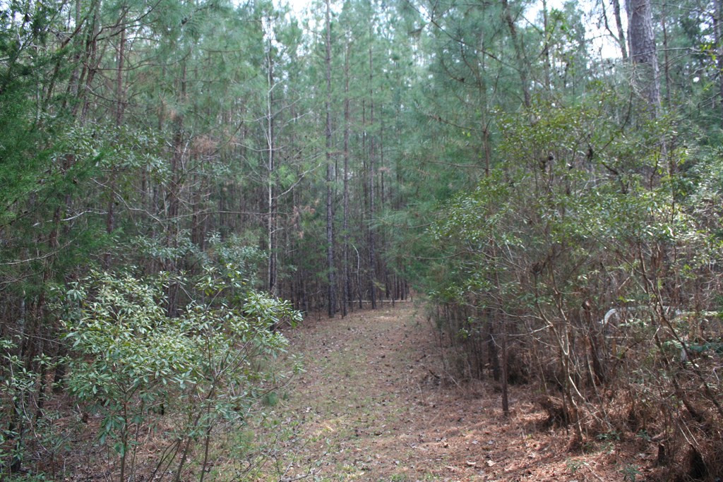 7703 Winfield Road Appling, GA 30802 - Photo 6 of 13