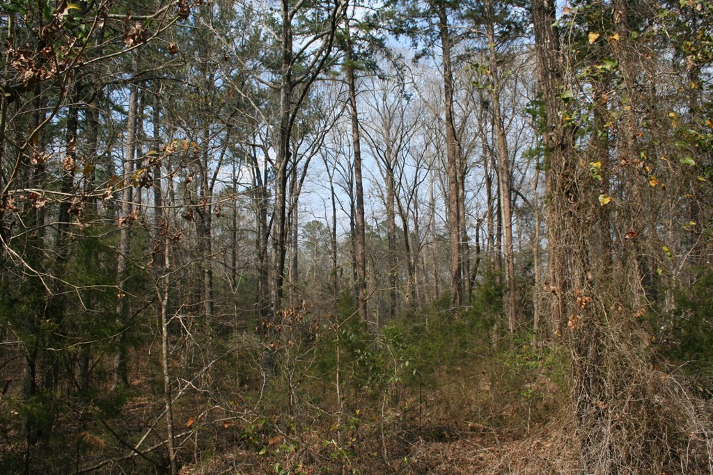 7703 Winfield Road Appling, GA 30802 - Photo 7 of 13