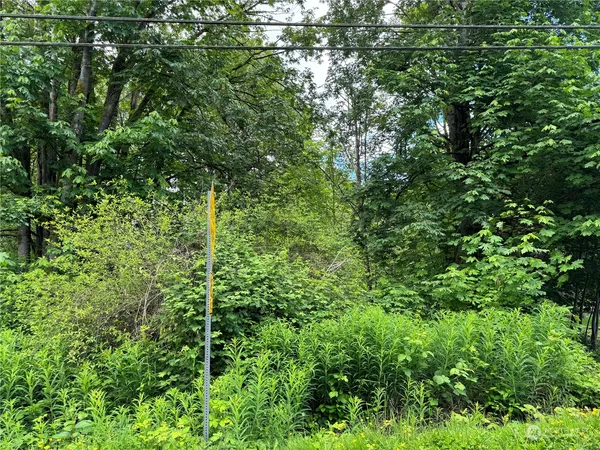 view of a lush green forest