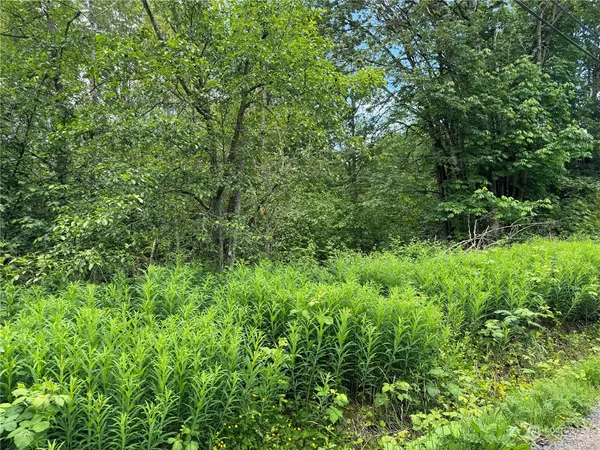 a view of a lush green forest