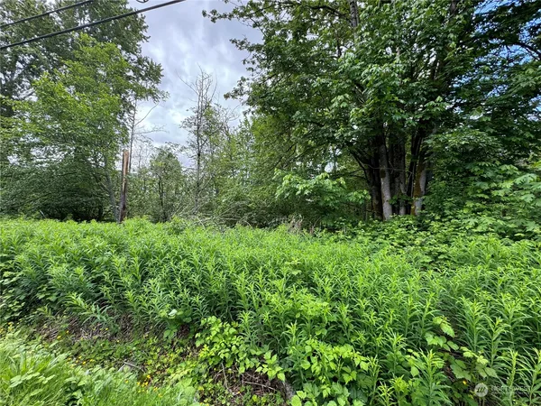 a view of a lush green forest with lawn chairs