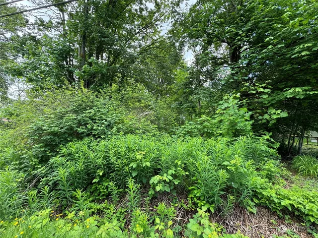 a view of a lush green forest
