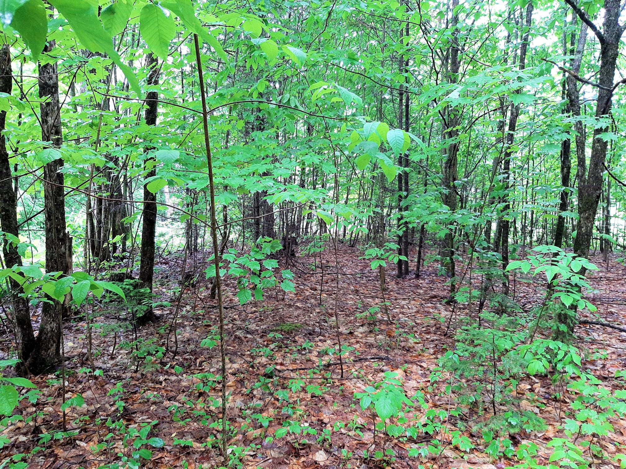Lot # Lot#17-9 North Road Winn, ME 04495 - Photo 6 of 31 1 TBD North Road 1e 1