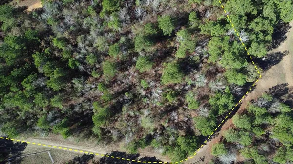 a view of a forest with a plant