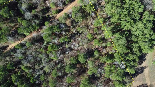 a view of a forest with a tree