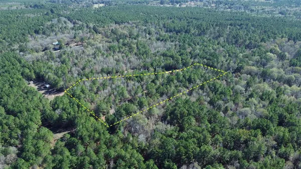 a view of a lush green forest