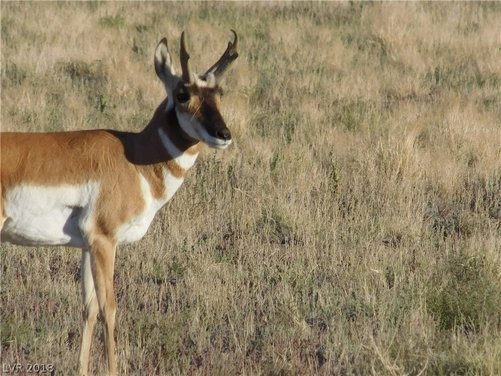 1 Winchester Road Alamo, NV 89001 - Photo 12 of 12 Antelope on Lincoln Estates.