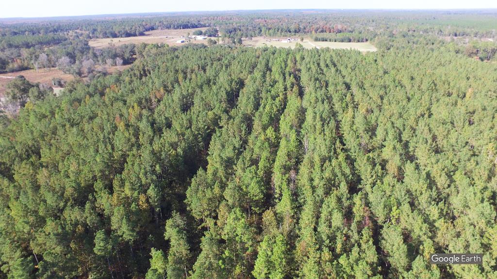 0 Greenhouse Road Gordon, AL 36343 - Photo 4 of 38