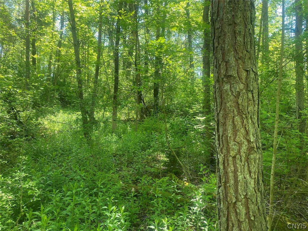 Townline Road Angelica, NY 14709 - Photo 8 of 13