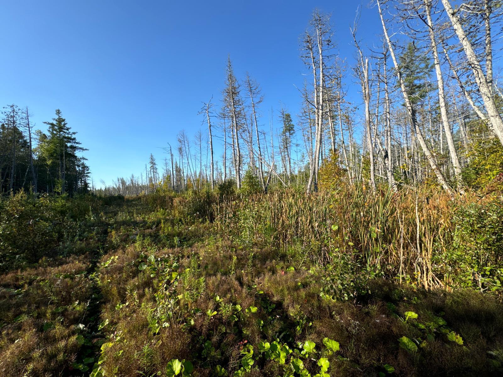 M8-l16 Grendell Road Mapleton, ME 04757 - Photo 5 of 9 Land