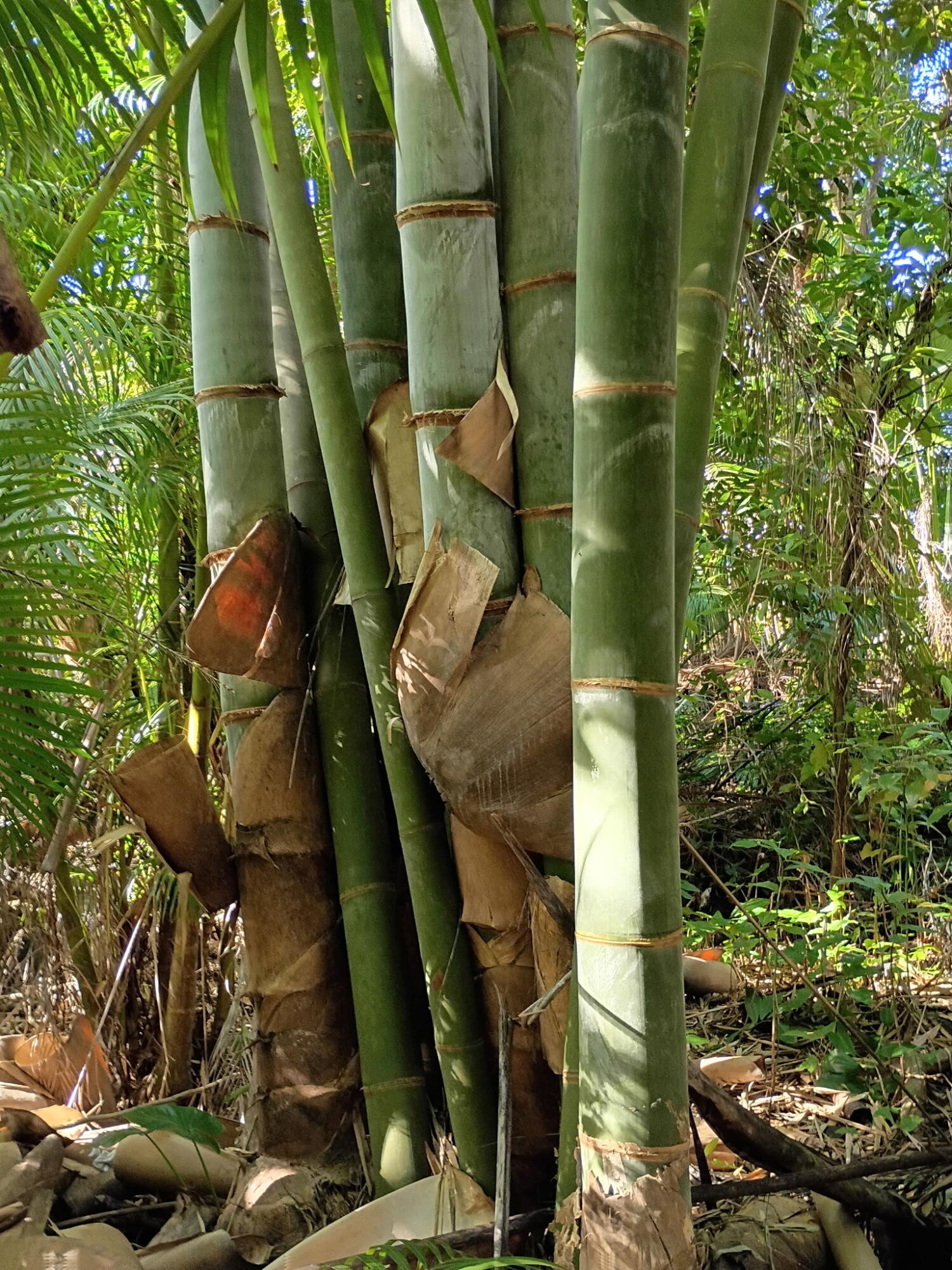 16038 Robin Way Jupiter, FL 33478 - Photo 8 of 11 2669677679334624730