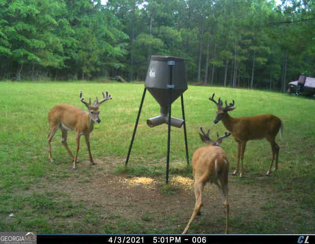 0 Scuffleboro Road Southeast Eatonton, GA 31024 - Photo 76 of 77 a view of a bench in the garden