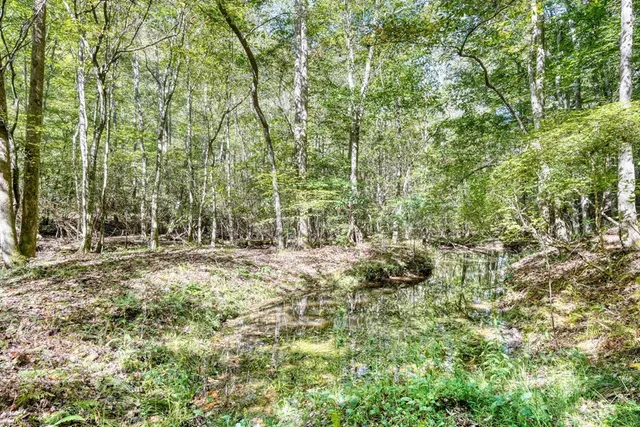 a view of a forest with trees