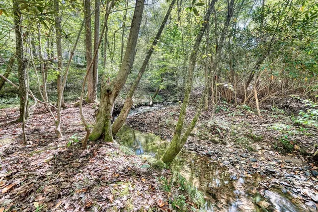 a view of a yard with plants and large trees