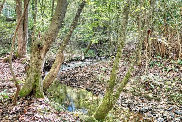 a view of a yard with plants and trees