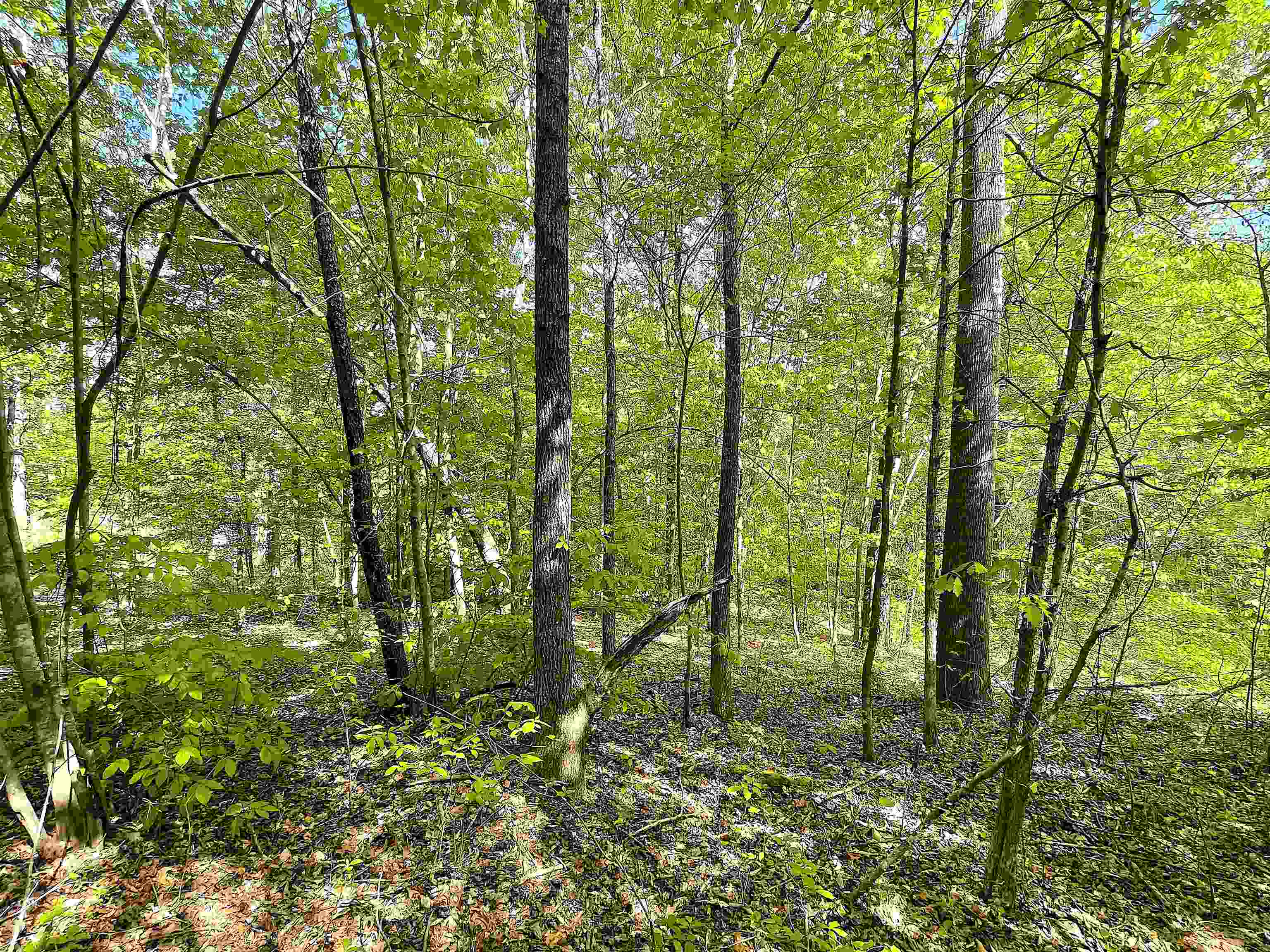 1192 431st Road Ripley, MS 38663 - Photo 3 of 10 a view of yard