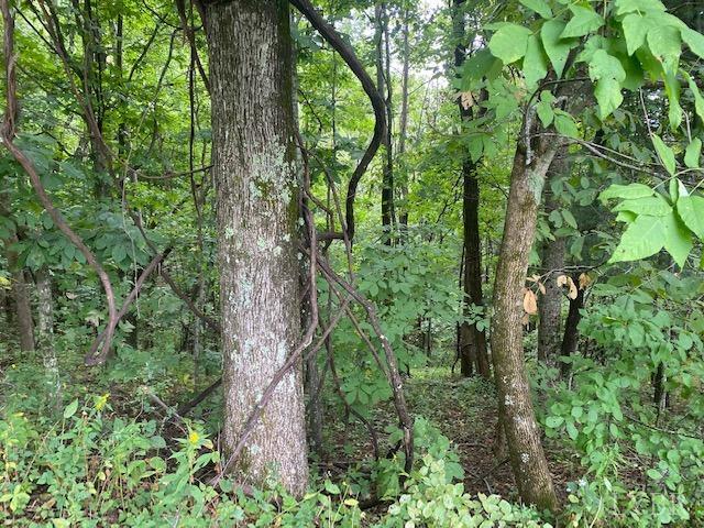 380 Little Cabin Road Amherst, VA 24521 - Photo 9 of 12 a view of a garden with trees
