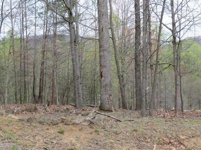 a backyard of a house with lots of trees