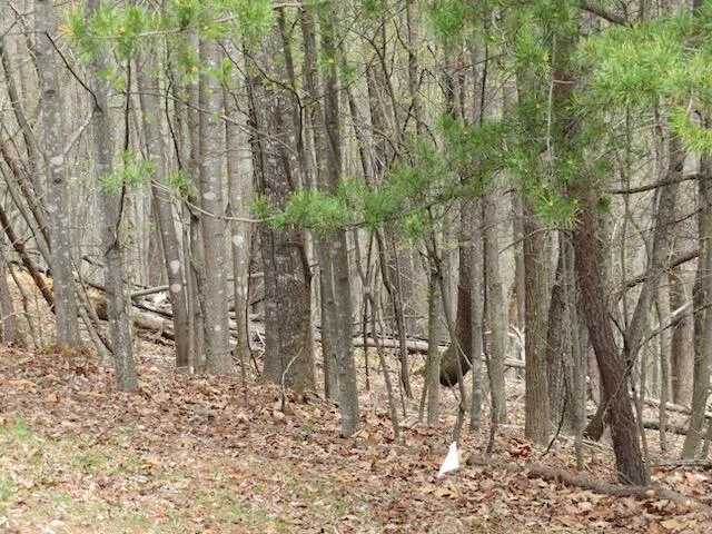 a backyard of a building with lots of trees