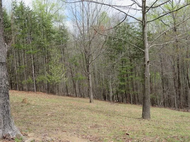 a view of a yard with trees